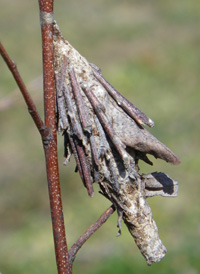Evergreen Bagworm